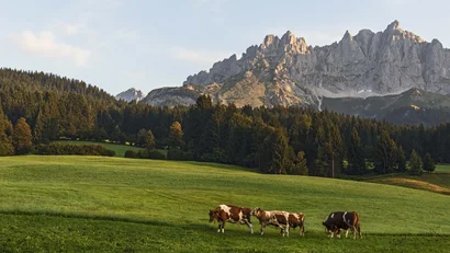 Kühe auf einer grünen Wiese vor Bergen und Wald im Sonnenlicht