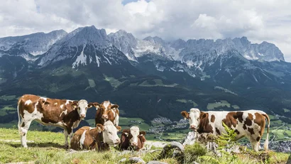 Kühe auf einer Wiese mit Blick auf Berge und Dorf im Tal